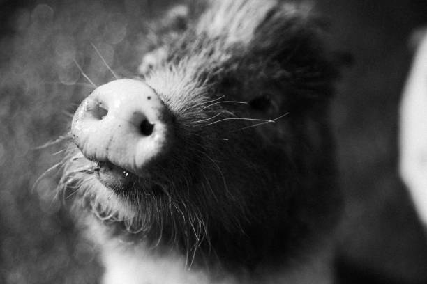 istock Portrait of piglet 2184864035