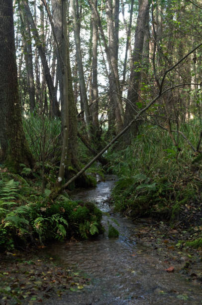 istock Brook in the wood 2184868456