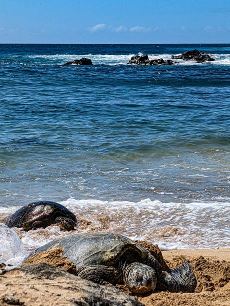 istock Hawaiian green sea turtles 2184870689
