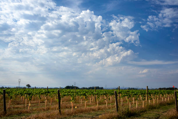 Green Vineyard on Rolling Hills in South Australia