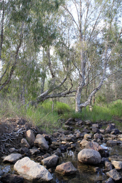 istock Creek of water with rocks surrounded by grass and Eucalyptus trees 2184872039