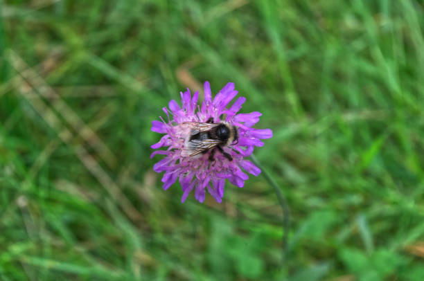 istock A purple flower with a bee on it 2184873291