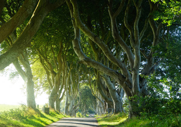 istock The Dark Hedges Northern Ireland 2184875294