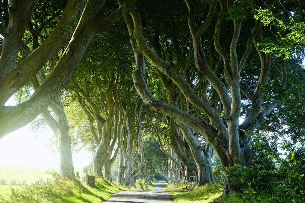 istock The Dark Hedges Northern Ireland 2184875299
