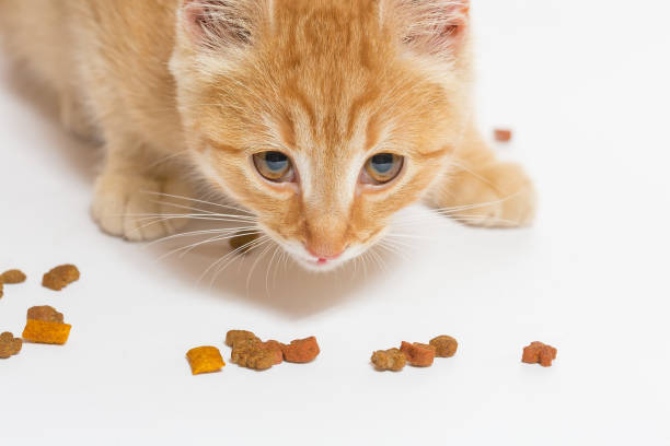 istock cat and cat food 2184879509