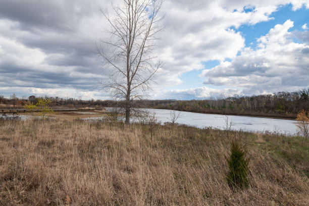 istock A bare tree at Millennium Park, Grand Rapids Michigan on a partly cloudy day 2184880972