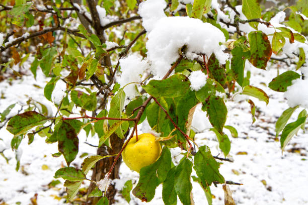An apple tree under the snow. The first snow in the autumn garden. Fruit trees in autumn.