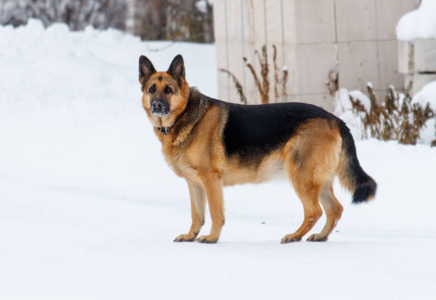 A large black and brown dog stands in the snow. The dog is looking at the camera