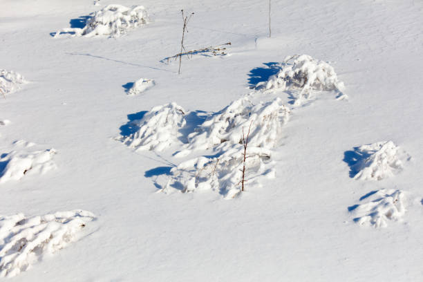 A branch covered in snow is laying on the ground. The snow is white and the branch is brown. The image has a peaceful and serene mood, as the snow covers the branch