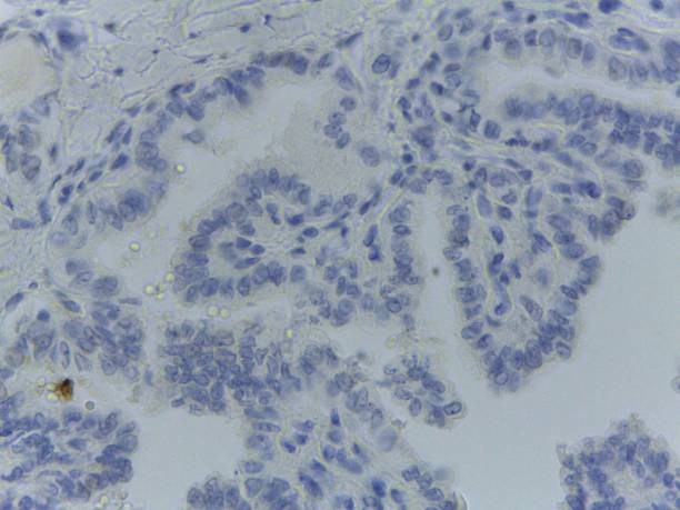 istock Microscopic view of stained human tissue cells. 2184890675
