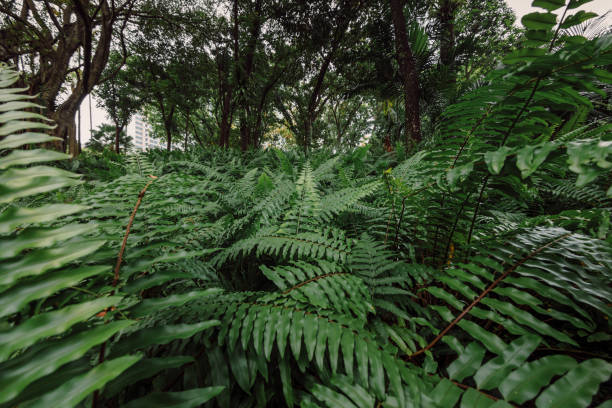 Fern leaves close up in tropical park or rain forest