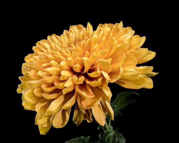 istock Golden Chrysanthemum Blossom with Dew on a black background 2184894117
