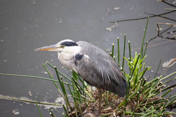 Heron Hern Fish - Free photo on Pixabay