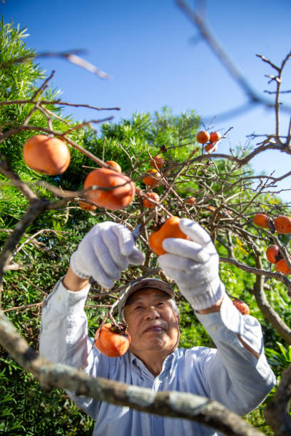 Senior Japanese man harvesting persimmons, farmer, fruit cultivation