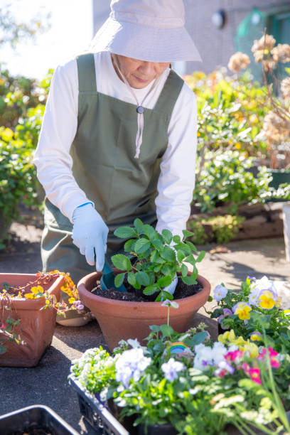 istock Autumn gardening: Planting wild strawberries in pots 2184901076
