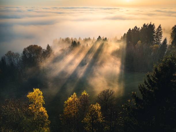 istock Sunbeams through fog over forest at sunrise 2184902498