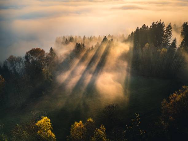 istock Sunlit Misty Forest at Sunrise 2184902558