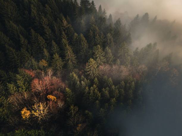 istock Misty Autumn Forest Aerial View 2184902585