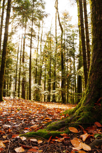 trunk of a tree covered with moss in the foreground in the forest. the trunks of tall spruces against the sky. the ground is covered with autumn foliage. The beauty and grandeur of the pine forest.