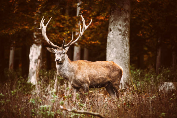 Beautiful red deer stag with antler standing in front of the black forest, autumn season, cervus elaphus