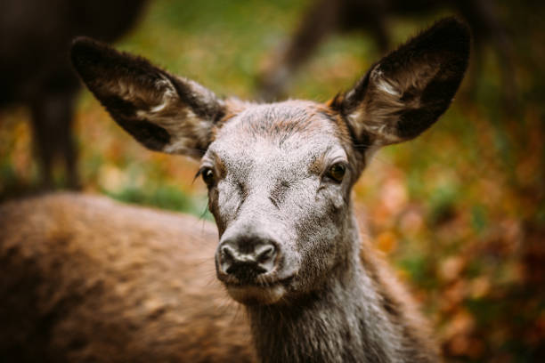 Portrait of a red deer hind, autumn fall background, animal bodypart head
