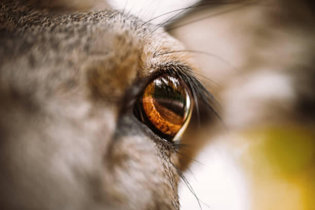 istock Closeup brown deer eye, cervus elaphus bodypart 2184905093