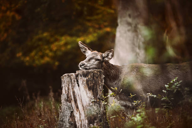 Red deer hind scratching her head on a wood stump, Wildlife, cervus elaphus