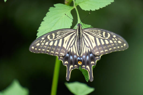 Close-up of a swallowtail butterfly resting on a leaf.