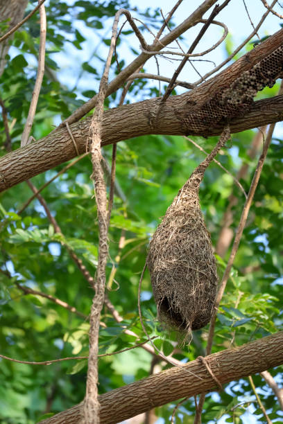 istock Close up nest bird from leaf dry in nature garden on tree 2184906504