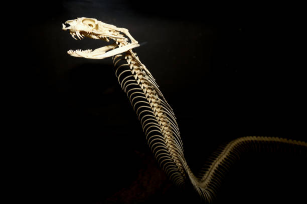 istock Close up big snake bone on dry stick 2184906532