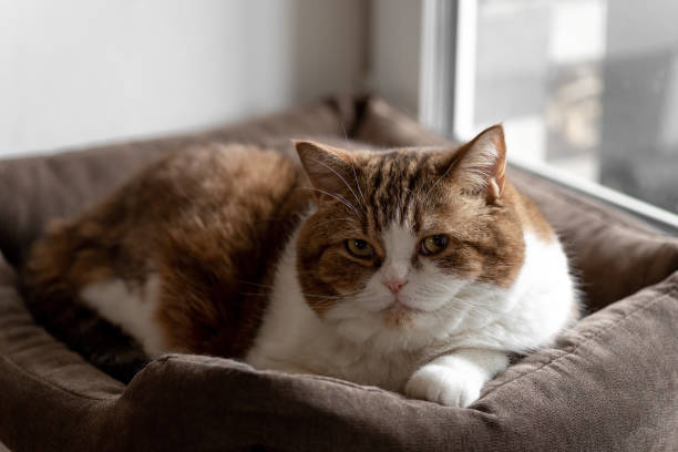 istock British cat lies in couch 2184907763