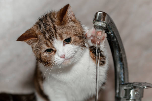 istock cat playing with paw with water jet 2184910486