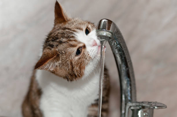 istock cat drinking water from water jet from tap 2184910508
