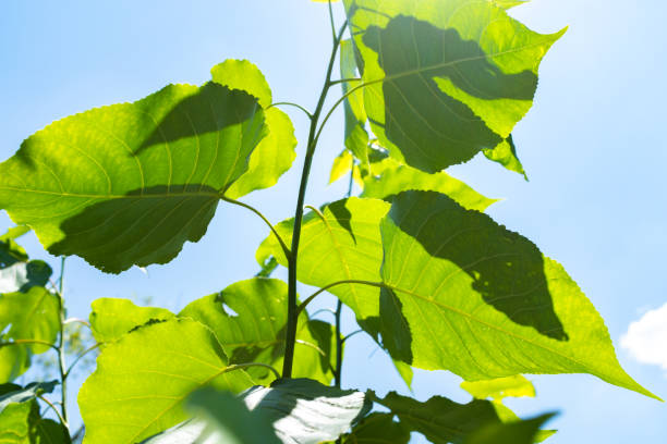 The image captures the vibrant green leaves of a vine, bathed in sunlight against a backdrop of a clear blue sky. The leaves, with their prominent veins and serrated edges, are illuminated from behind, creating a translucent effect that highlights their fresh and lively color. The sunlight filtering through the leaves casts a warm glow and creates a contrast between the light and shadow areas, adding depth to the image. This natural scene evokes a sense of tranquility and the beauty of a sunny day in a lush, verdant environment.