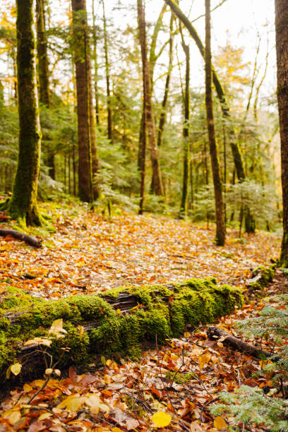 istock a tree trunk covered with moss on autumn foliage in the forest 2184911349