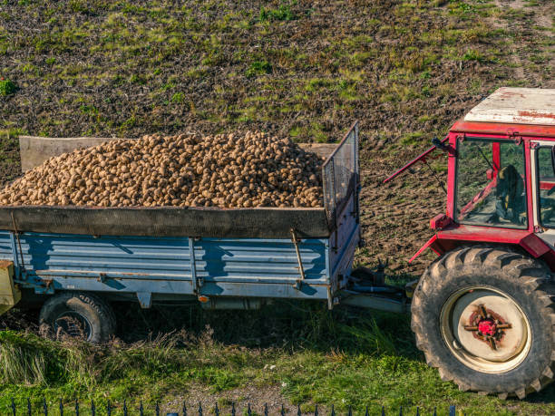 A red tractor hauls a trailer filled with freshly harvested potatoes across a rural agricultural field, showcasing the harvest season and traditional farming practices.