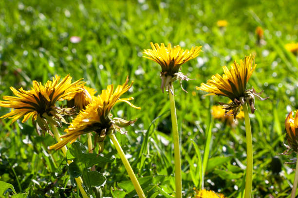 istock Three dandelion blossoms on the green meadow 2184912104