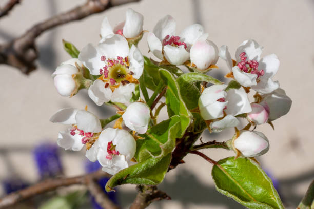istock Blossom of a pear tree 2184912169