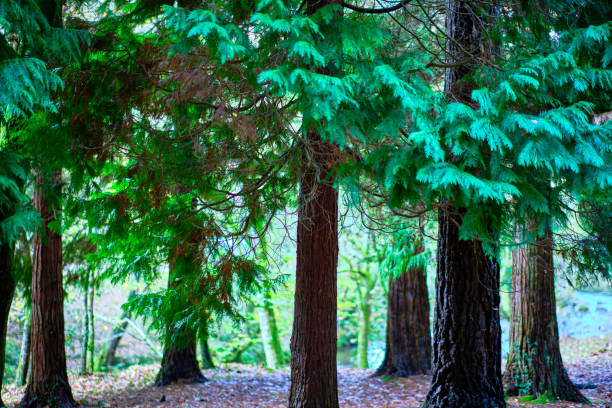 A scenic view of tall cypress trees in the Ucieda forest within the Cabuerniga Valley, Cantabria, Spain.