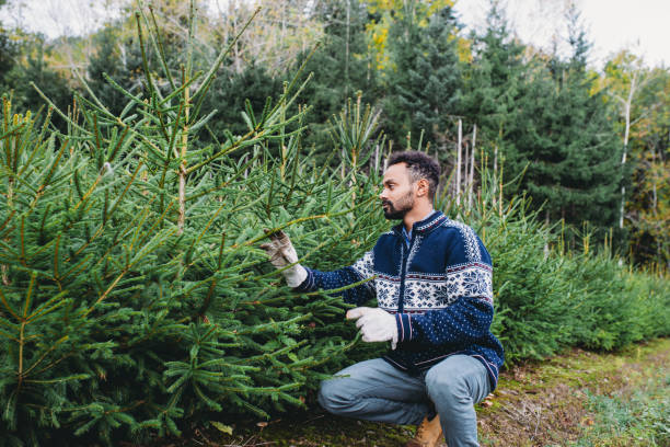 istock Farmer examining young pine trees in christmas tree farm 2184915293