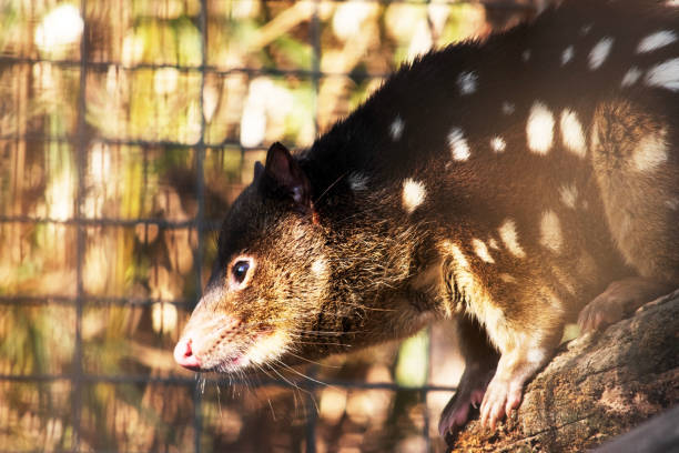 istock this is a close up of a quoll 2184915691