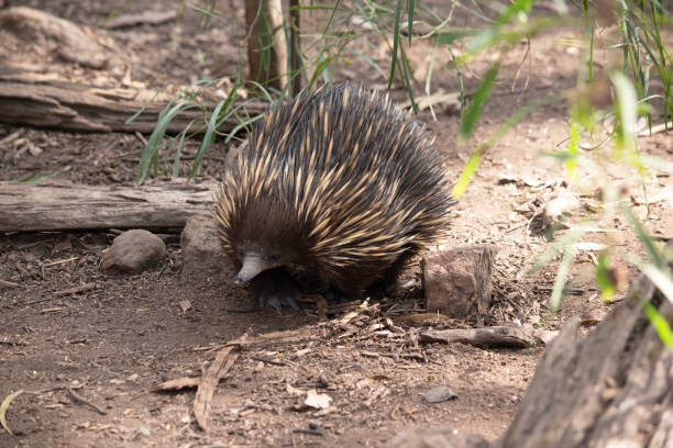 istock the echidna is looking for ants to eat 2184915753