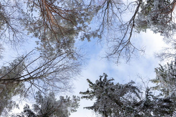 Looking up at snowy trees are under cloudy sky. European mixed forest in winter season, natural background photography