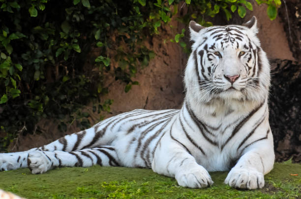 istock A white tiger is laying on the grass 2184916120
