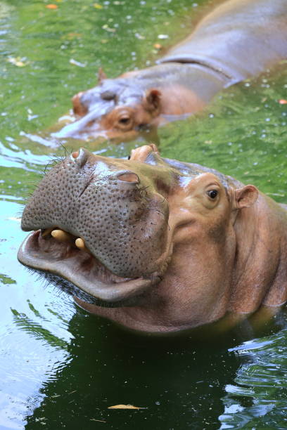 Hippo swimming in a pond