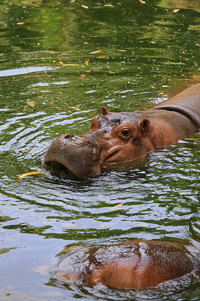 istock Hippo swimming in a pond 2184916991