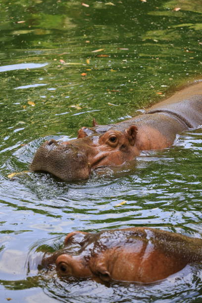 istock Hippo swimming in a pond 2184917008