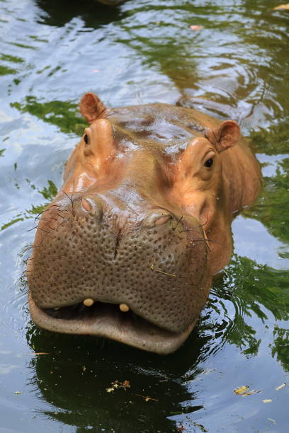 A hippo's head above the water's surface in golden light, Greater Kruger.