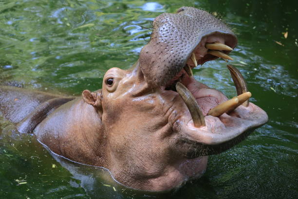 istock Hippo swimming in a pond 2184917117