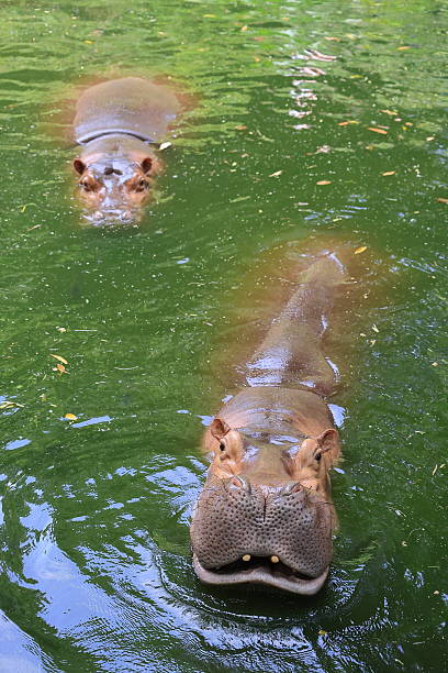 istock Hippo swimming in a pond 2184917189